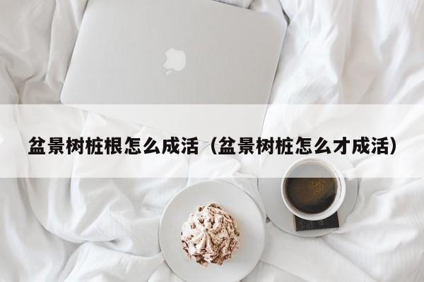 盆景树桩根怎么成活（盆景树桩怎么才成活） 